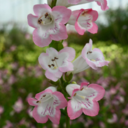 Penstemon Volcano Fujiyama